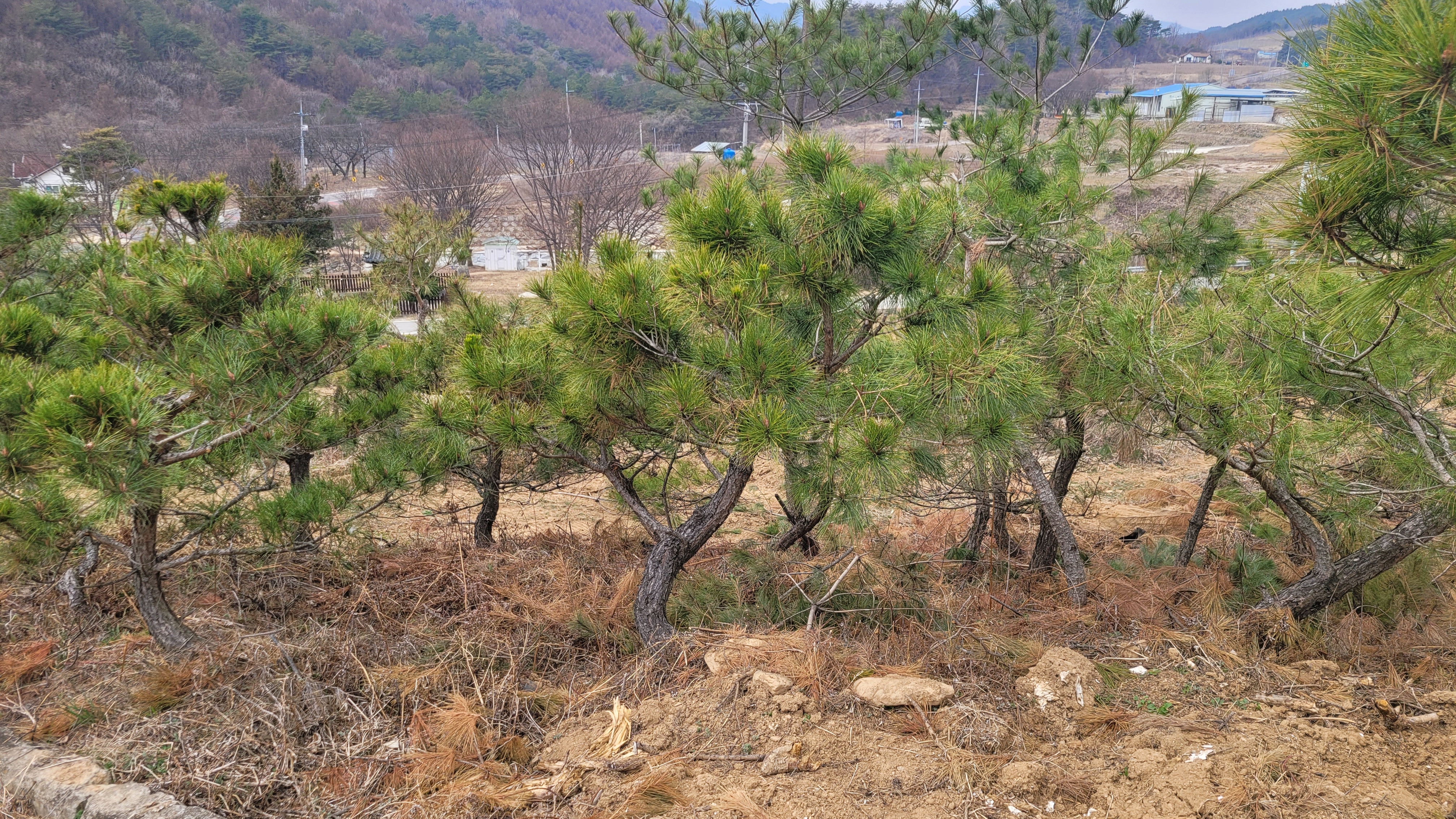 화분정원수, 주목, 조형소나무, 춘양목 금강소나무 : 트리디비 화분정원수,  주목, 조형소나무, 춘양목 금강소나무 : 트리디비
