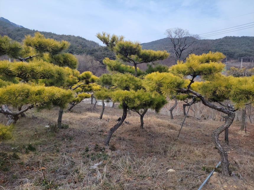 황금소나무 (삼척) 판매 합니다. : 트리디비