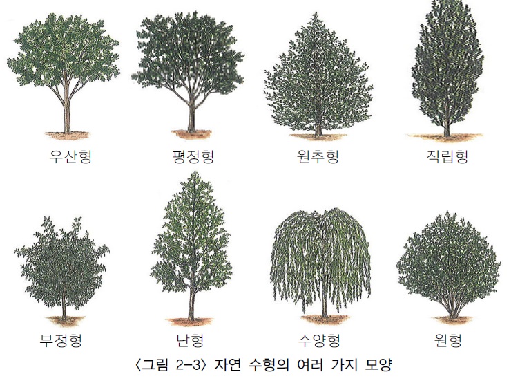 조경수목의 수형 : 트리디비