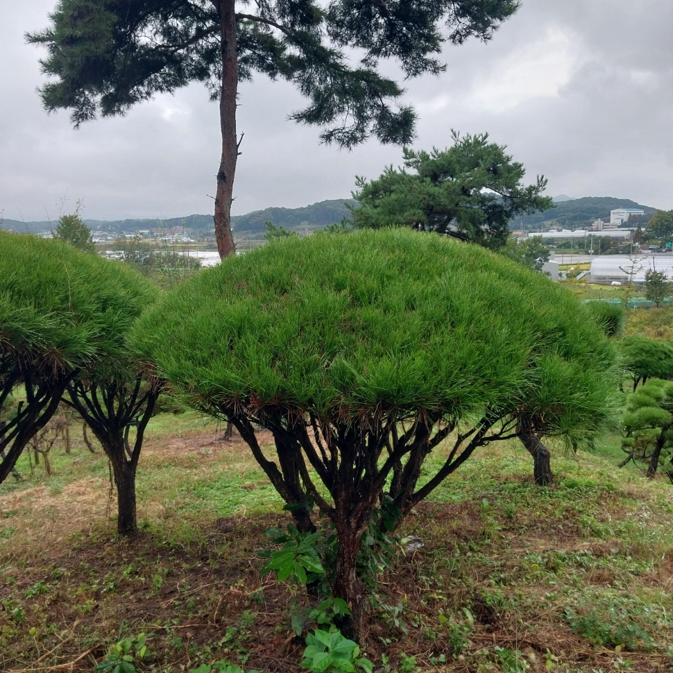 주목(H1.0-4.0)주목(토피어리)둥근주목(W0.6-2.0)팥배,산수,산딸,칠엽수... 메타,둥근소나무,오엽송,단간마가목,구상나무,전나무,조형소나무... 